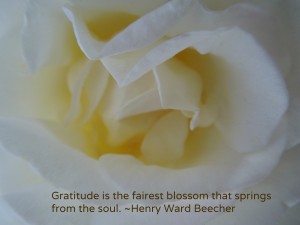 Blossoming into Gratitude